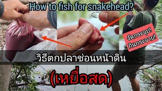 🎯แนะนำ..วิธีตกปลาช่อนหน้าดิน(เหยื่อสด❗) How to fish for snakehead