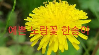 들길을 걷다 보니 길옆에 예쁜 노랑꽃 한송이가 피어 있어서 화면에 담아봅니다.