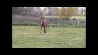 Müüa eesti tõugu hobune - Voore Amador / The Estonian Native Horse - Voore Amador for sale