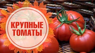 Крупноплодные томаты 🍅 СИБИРСКИЙ САД 🍅 Обзор сортов семян на Хитсад ТВ