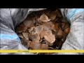 malaysia seizes $2m worth of pangolin scales at kuala lumpur airport