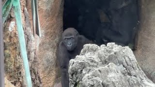 リキが少し出て来てくれたよ～🦍2022年8月5日 上野動物園