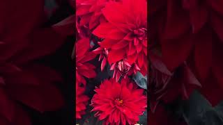 Couleur vibrante des Dahlias rouge #flowerslovers #romanticstyle #flowers #red #youtubeshorts