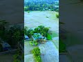 পাখির চোখে গফরগাঁও উপজেলার ছোট্ট একটি গ্রাম bangladesh village shorts