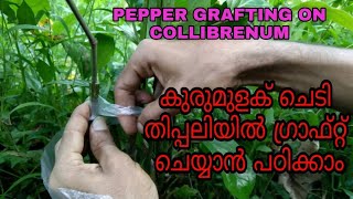 Pepper grafting on collibrenum, തിപ്പലിയിൽ കുരുമുളക് graft ചെയ്യാം@simpletechniques7344