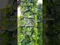 #aeroponic #verticalfarming  in #Aerotower #hydroponics #strawberry #aeroponics #greenhouse