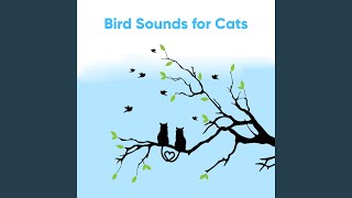 Bird Song for Cats: Avian Melodies