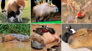 Why Are Capybaras so Friendly