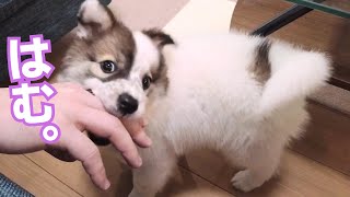 【保護犬の成長日記】緊張感ゼロの子犬・トライアル1日目