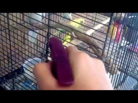 How To Keep Your Birds Cool During Hot Days How To Keep Your Birds Cool During Hot Days