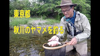 東京ヤマメを釣る！秋川　Fishing in Tokyo ,Japan