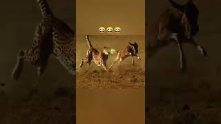 रुख साले तुझे अभी बताता हूं तेरी सारी हेकड़ी निकलता हूं ,🤣🤣🤣🤣#funnyvideo #shortvideo #viralvideo #