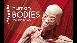 Human Bodies The Exhibition // La mia Esperienza