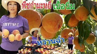 เก็บพีชนิ่ม,ผิวกำมะหยี่,หวานฉ่ำ peach