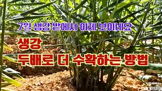 텃밭에서 생강 두배로 수확하는 방법//이제 알겠네요