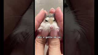 Too cute to handle ! 😍😍😍 #hamster #roborovski