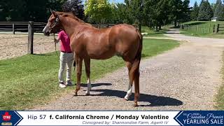 Hip #57 - Filly by California Chrome - Monday Valentine