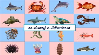 கடல் வாழ் உயிரனங்கள் | Sea Animals names in TAMIL | கடலில் வாழும் உயிரனஙகளின் பெயர்கள் | Sea animals