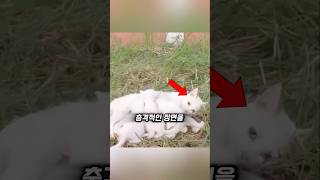 죽을 위기에 처한 어미 냥과 새끼들을 구조한 남성