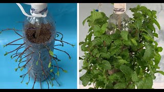 Plant Mint with plastic bottles