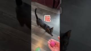 【家有猫三宝】 又能说又能玩的#萌宠出道计划 #萌宠成精了