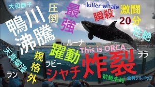 鴨川シーワールド２０１８　シャチパフォーマンス２８４　GoProでシャチとの激闘２０分間を４Ｋで撮ってみた　killer whale show