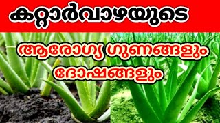 കറ്റാർവാഴയുടെ ഗുണങ്ങൾ/Alovera  benifits/സൗന്ദര്യ സംരക്ഷണത്തിനും രോഗപ്രതിരോധത്തിനും മറുമരുന്നില്ല