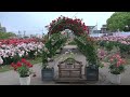 広島旅行 fukuyama rose festival’s 福山ばら祭り