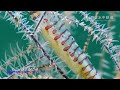 華麗なるエビの擬態！抱卵ゴルゴニアンシュリンプmimicking shrimp banded tozeuma shrimp . brilliant mimicry 　