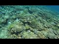 beautiful coral reef on kaeromajima island in japan