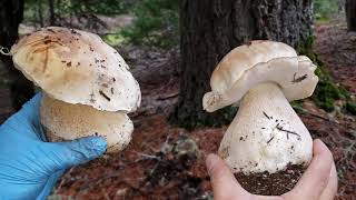 วิธีหาเงินทำมะชาคในอเมกา (EP.64) เก็บเห็ดผึ้งหวานฤดูหนาว | King winter Mushrooms Hunting in U.S.A