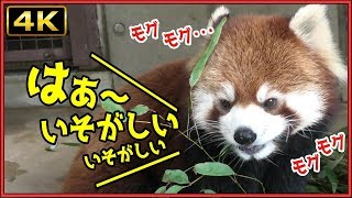 【4K】レッサーパンダ ウーロン 笹モグモグタイム 京都市動物園 Red panda “Oolong” Bamboo leaf Mogmog time Kyoto City Zoo