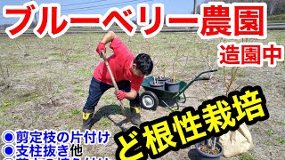 【ど根性栽培】苗木の植え付け🌱アルバイトを雇い剪定枝の片付け💦 ブルーベリーに肥料をあげよう😊 未来農園に苗木の植え付け。【ノンノンベリー】