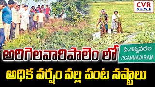 అరిగెలవారిపాలెం లో అధిక వర్షం వల్ల పంట నష్టాలు  | P. Gannavaram | | CVR NEWS