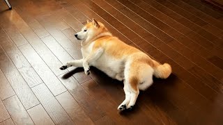 As a result of thinking, Shibe decided to sleep again as the final answer