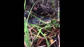 Mad Mama Gator