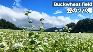 【笠のソバ畑】9月上旬に咲き始める白い絨毯のそば畑【Kasa Buckwheat field】