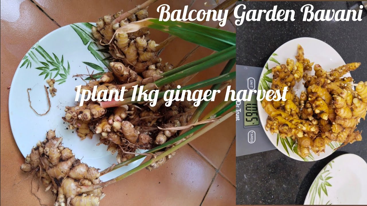 Ginger Harvest Youtube