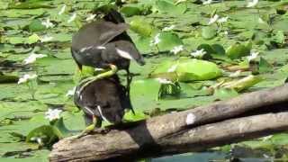 紅冠水雞 Common Moorhen 共築愛巢