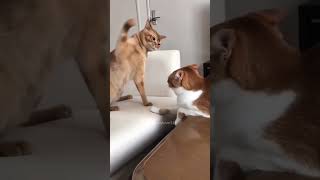 #021 Funniest Videos#animalsshort #catsshort #petshorts Cats Videos#ytshortsvideos #animalviralvideo