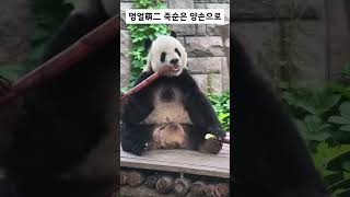 재간둥이 멍얼 죽순 양손 먹방 #판다짤 #panda #명이