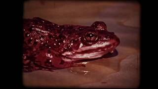 “Frogs: An Investigation” 70s nature film (16mm)