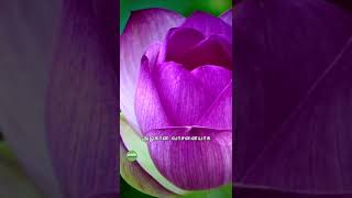 *சேற்றில் தாமரை மலர் போல மலர… | Bloom Like a Lotus | Sadhguru Tamil*