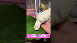 羽衣セキセイインコ