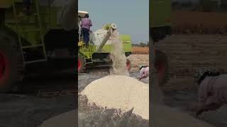 కుసుమ పంట కోత//safflower  harvesting#shortsviral