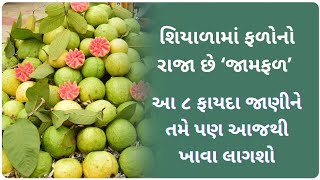 જામફળના પાનથી થતા અદ્ભુત 8 ફાયદા વિશે જાણો આજના વિડીયોમાં,Benefits of guava,જામફળ શિયાળાના ફળનો રાજા