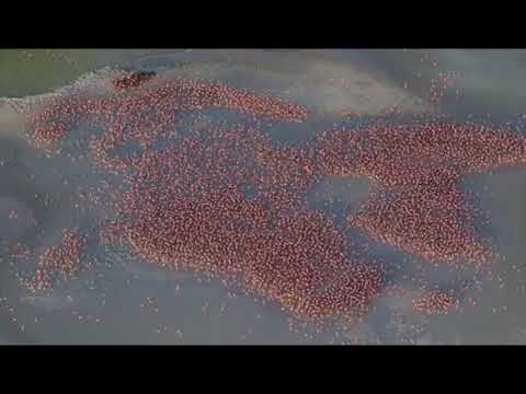 Flamencos Flamencos