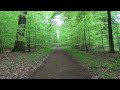 background forest wald green screen