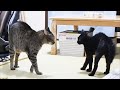 子猫と先住猫の初対面！予想外の事ばかり起きた！