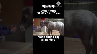 神田明神のご神馬 あかりちゃん　#神田明神　#神田祭り　#horse #tokyo #japan